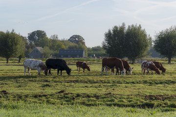Obraz premium Meadow landscape in autumn with dewy grass, willow trees and a herd of cows with a farm in the background.