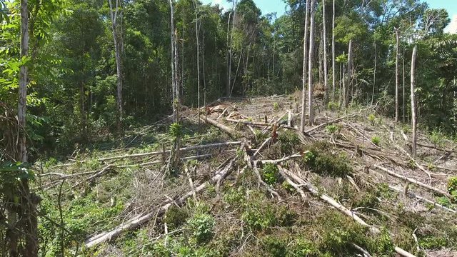 Flying through a clearing cut from tropical rainforest to plant subsistence crops. In the Ecuadorian Amazon