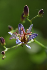 wild flower - Japanese toadlily / 山野草 - ミニ・ホトトギスの花（上からの撮影）