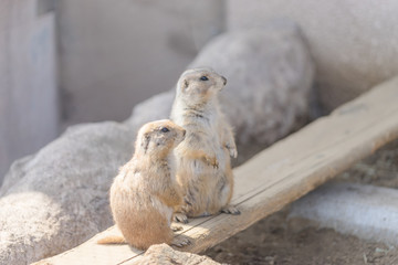 二匹のプレーリードッグ