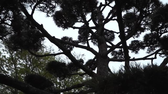 japanese eastern tree in the japanese garden of Planten un Bloomen