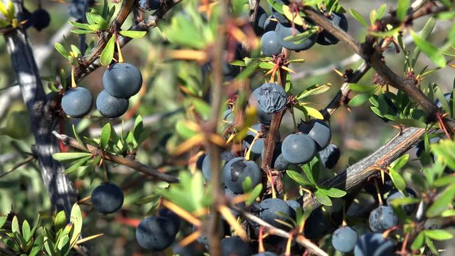 Calafate (Berberis microphylla) shrub with dark blue berries.  El Calafate, Santa Cruz, Patagonia, Argentina