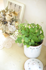 インドアグリーン　緑と花