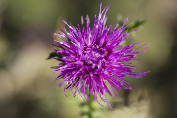 Distelblüte in Nahaufnahme
