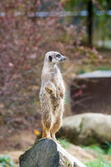 Naklejka na ściany i meble meerkat in zoo, looking around