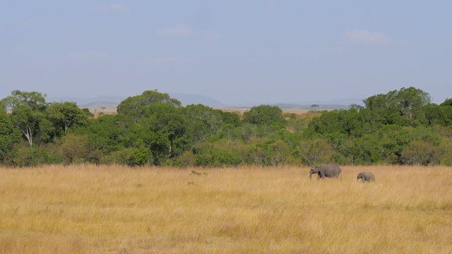 African Elephant Mother With Baby Walking On The Savannah