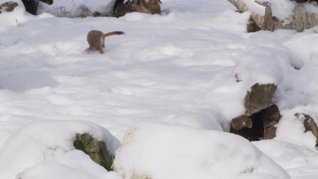 Stoat in the snow