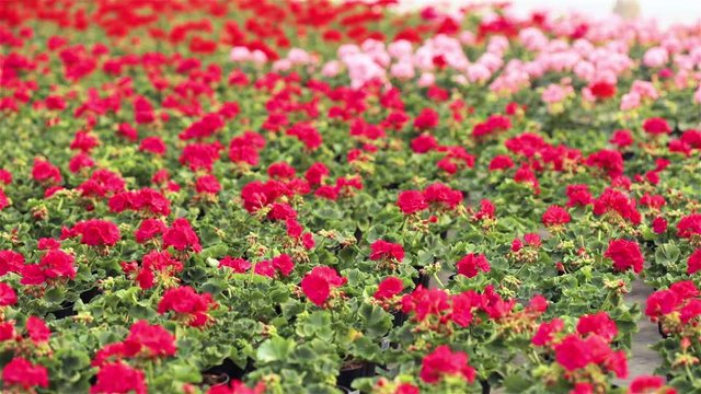 Greenhouse with blooming geranium plats, red flowers in a greenhouse, flowers for sale, cultivation of house flowers, flowers in a pot, plant for growing flowers, change focus