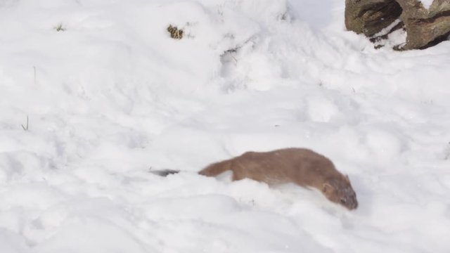 Stoat in the snow
