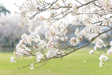 西峯田緑地の桜