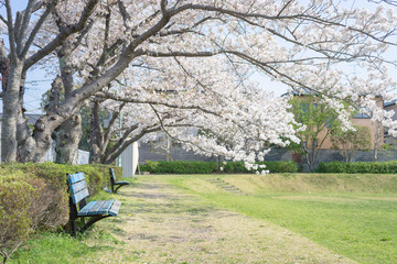 Obraz na płótnie Canvas 西峯田緑地の桜