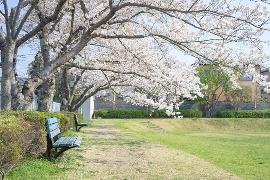 西峯田緑地の桜