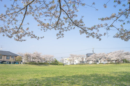 西峯田緑地の桜