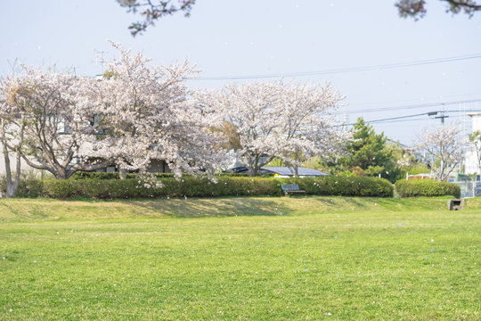 西峯田緑地の桜