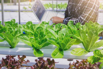 Smart farmer, Owner hydroponics vegetable farm in the greenhouse use laptop for checking quality of the organic vegetables.