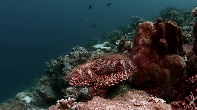 Crown of Thorns Starfish. When a coral reef dies 4k Footage