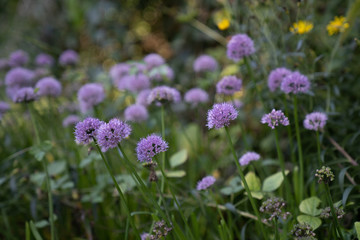 chrysanthemum in field