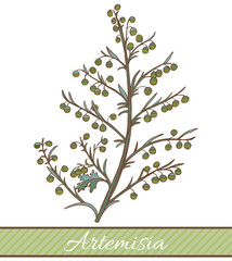 Colored Artemisia Plant in Hand Drawn Style
