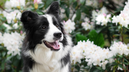Cute Border collie between white flowers 