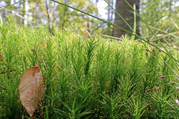  Polytrichum in a forest glade. Autumn day in the forest. Yagry Island, Severodvinsk. Fallen on soft moss yellow birch leafCommune Polytrichum in a forest glade. Fallen on soft moss yellow birch leaf