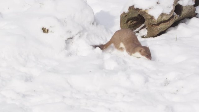 Stoat in the snow