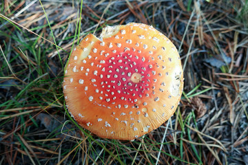 Amanita muscaria close up among the grass, twigs and moss. Sunny autumn day