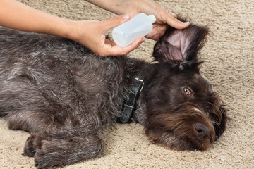 hands pour the medicine into the ear of the dog
