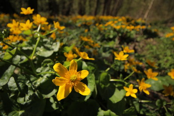 Yellow flowers