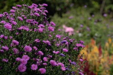 chrysanthemum in field