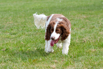 English Springer Spaniel dog running in park