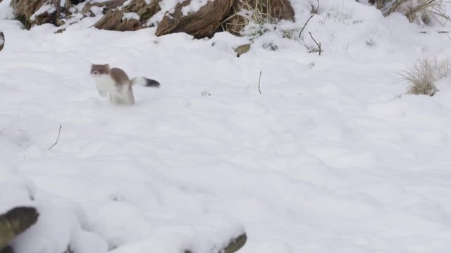 Stoat in the snow