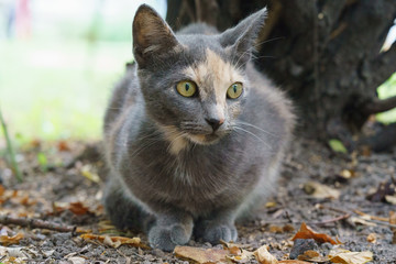 Graceful cat sitting on the city street