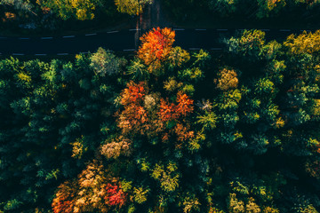 Autumn forest - colours 