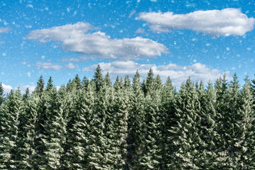 Winterlicher Wald bei blauem Himmel und Schneefall