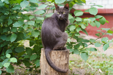 The cat sttting like sphinx at the tree stump