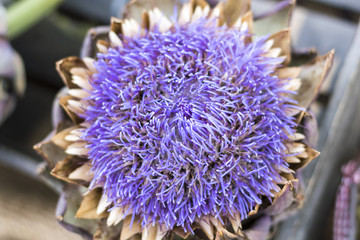 Blühende Artischocke in herrlichem Lila Blau