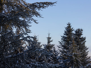 Tannen mit Schnee im Morgenlicht