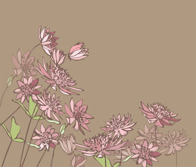 Astrantia.Pink garden flowers. Graphic flowers. Botanical illustration. Garden plants.
