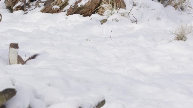 Stoat in the snow