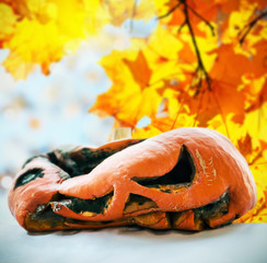 rotten pumpkin after the holiday Halloween on a background of autumn leaves