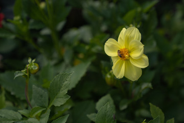 chrysanthemum in field