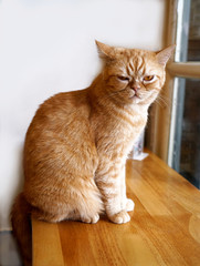 Portrait of brown tabby cat, eyes stared straight ahead and sitting on side wooden table window.