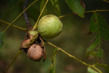 Ripe nuts of a Walnut tree. Fresh organic walnuts on a tree
