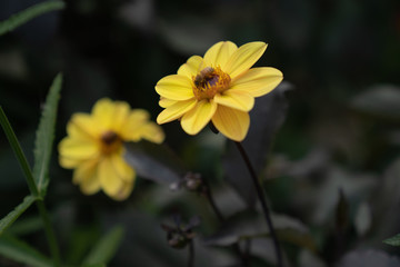 chrysanthemum in field