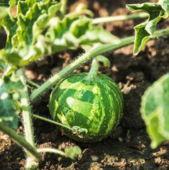 new little watermelons on the melon on a summer day