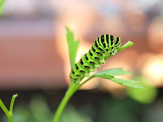 キアゲハの幼虫