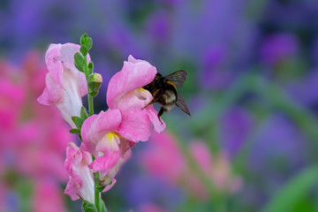 Bumblebee on a pink dragon flower