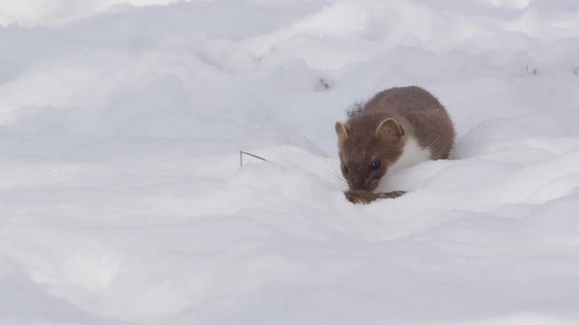 Stoat in the snow