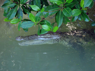 Krokodyl w zaroślach namoryznowych