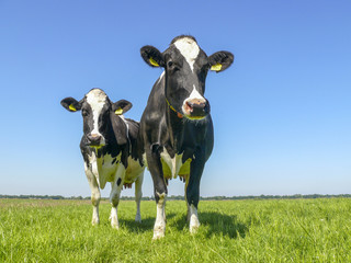 Two black and white cows,frisian holstein, standing in a pasture under a blue sky and a faraway straight horizon.